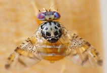 آشنایی با مگس میوه مدیترانه‌ای (قسمت اول)