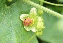 آشنایی با کفشدوزک خربزه