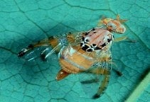 آشنایی با مگس میوه مدیترانه‌ای (قسمت دوم)