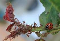 آشنایی با کنترل بیولوژیک آفات با استفاده از حشرات (قسمت دوم)