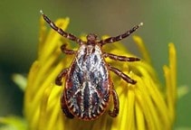 آشنایی با طرز زندگی و رفتار در کنه‌ها (قسمت دوم)