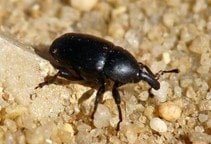 آشنایی با سرخرطومی جالیز