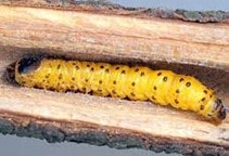 آشنایی با کرم خراط درختان میوه (قسمت اول)