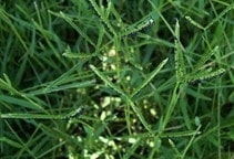 آشنایی با مدیریت تلفیقی علف‌های هرز (قسمت دوم)