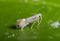 آشنایی با مینوز برگ مرکبات (قسمت اول)