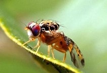 آشنایی با مگس خربزه (قسمت اول)