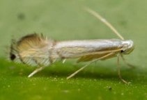 آشنایی با مینوز برگ مرکبات (قسمت دوم)