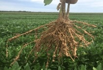 آشنایی با تغذیه در نماتدهای انگل گیاهی (قسمت اول)