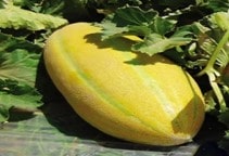 آشنایی با مگس خربزه (قسمت دوم)