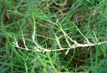 آشنایی با مدیریت تلفیقی علف‌های هرز (قسمت سوم)