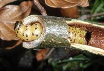 آشنایی با کرم خراط درختان میوه (قسمت دوم)