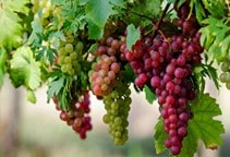 آشنایی با پلی‌آمین‌ها (قسمت دوازدهم)