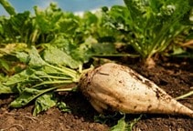 آشنایی با تغذیه در نماتدهای انگل گیاهی (قسمت دوم)