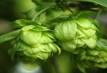 آشنایی با گیاه صنعتی و دارویی رازک (قسمت سوم)