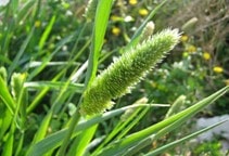 آشنایی با مدیریت تلفیقی علف‌های هرز (قسمت چهارم)