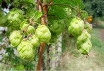 آشنایی با گیاه صنعتی و دارویی رازک (قسمت چهارم)