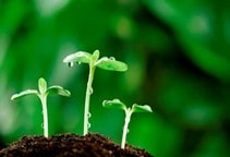 آشنایی با ارتباط پلی‌آمین‎‌ها با تولید اتیلن (قسمت اول)