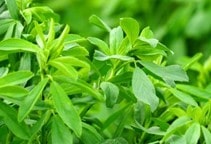 آشنایی با سیلو کردن یونجه علوفه‌ای