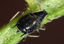 آشنایی با شته بقولات