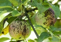 آشنایی با بیماری‌های قارچی درختان میوه (قسمت اول)