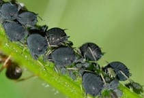 آشنایی با شته سیاه باقلا