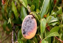 آشنایی با بیماری‌های قارچی درختان میوه (قسمت دوم)