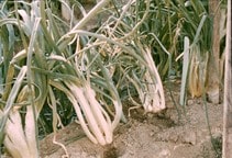 آشنایی با کنه پیاز و پیازهای زینتی