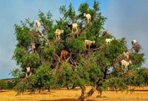 آشنایی با برگ کُنار در تغذیه بزهای شیری