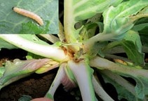 آشنایی با کرم ساقه‌خوار کلم