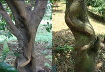 آشنایی با بیماری کاواَنگومی در مرکبات