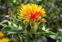 آشنایی با ارتباط پلی‌آمین‎‌ها با هورمون‌های رشد، اسیدآبسزیک و نیتریک‌اسید