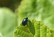 آشنایی با کک‌های چلیپاییان