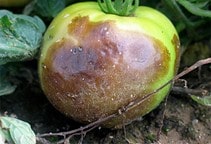 آشنایی با بیماری پوسیدگی چشم کبوتری گوجه‌فرنگی (فایتوفترا)