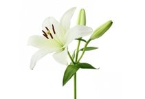 آشنایی با پرورش گل لیلیوم در گلخانه