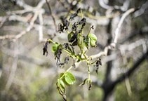 آشنایی با نقش پلی‌آمین‌ها در افزایش ماندگاری محصولات برداشت شده (قسمت اول)