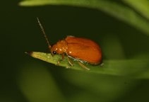 آشنایی با عروسک خربزه