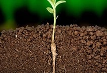 آشنایی با نقش نیتریک‌اکسید در تقسیم سلولی و رشد و نمو گیاهان