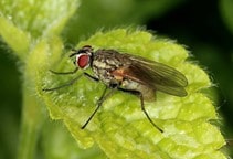 آشنایی با مگس جوانه پیاز