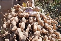 آشنایی با انواع آرایش کاشت مکانیزه بادا‌م‌زمینی 