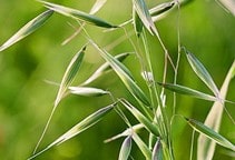 آشنایی با پیشگیری و مدیریت مقاومت به علف‌کش (قسمت دوم)