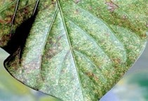 آشنایی با کنه سیکلامن