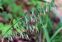 آشنایی با بهینه‌سازی کارایی علف‌کش‌ها (قسمت اول)