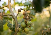 آشنایی با کنه حنایی گوجه‌‎فرنگی