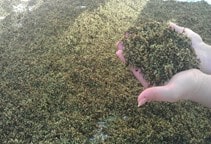 آشنایی با تهیه کمپوست آزولا و کاه‌برنج (قسمت اول)