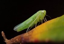 آشنایی با زنجرک سیب‌زمینی