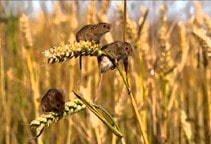 آشنایی با خصوصیات جوندگان (قسمت اول)