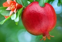 آشنایی با بیماری‌ها و ناهنجارهای اَنار (قسمت اول)