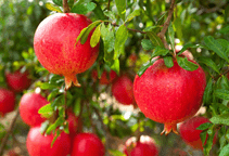 آشنایی با بیماری‌ها و ناهنجارهای اَنار (قسمت دوم)