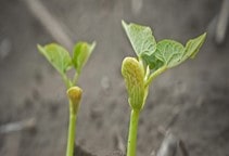 آشنایی با گاما و بتا آمینو بوتیریک اسید (قسمت دوم)