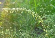 آشنایی با بهینه‌سازی کارایی علف‌کش‌ها (قسمت سوم)